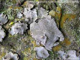 Attēlu rezultāti vaicājumam “Dermatocarpon miniatum”