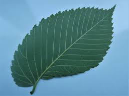 Attēlu rezultāti vaicājumam “Ulmus laevis leaf”