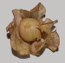 Attēlu rezultāti vaicājumam “Nicandra physalodes fruit”