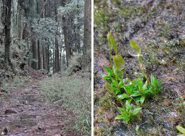 Attēlu rezultāti vaicājumam “Pogonatum dentatum macro”