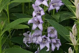 Attēlu rezultāti vaicājumam “Campanula latifolia”