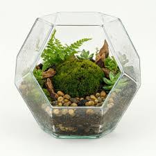 Attēlu rezultāti vaicājumam “Bryum caespiticium sporophyte”