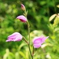 Attēlu rezultāti vaicājumam “Cephalanthera rubra leaf”