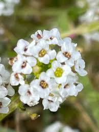 Attēlu rezultāti vaicājumam “Lobularia maritima”