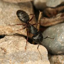 Attēlu rezultāti vaicājumam “Camponotus herculeanus”