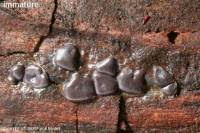 Attēlu rezultāti vaicājumam “Dianema depressum macro”