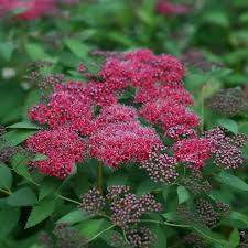 Attēlu rezultāti vaicājumam “Spiraea”