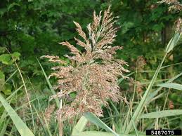 Attēlu rezultāti vaicājumam “Phragmites communis flower”