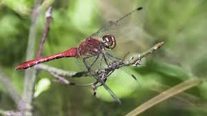 Attēlu rezultāti vaicājumam “Sympetrum vulgatum male”