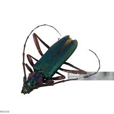 Attēlu rezultāti vaicājumam “Aromia moschata”