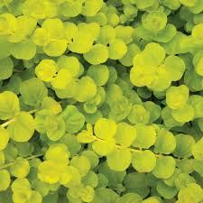 Image result for Lysimachia nummularia
