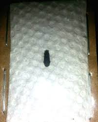 Attēlu rezultāti vaicājumam “Hylastes sp.”