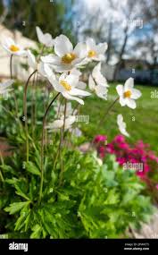Attēlu rezultāti vaicājumam “Anemone sylvestris leaf”