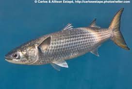 Image result for Mugil cephalus