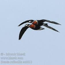 Image result for Branta ruficollis