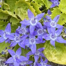 Image result for Campanula isophylla
