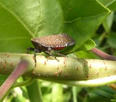 Attēlu rezultāti vaicājumam “Fuligo licentii macro”