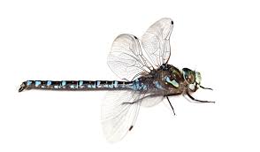 Attēlu rezultāti vaicājumam “Aeshnidae”