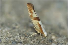 Attēlu rezultāti vaicājumam “Argyresthia pruniella”