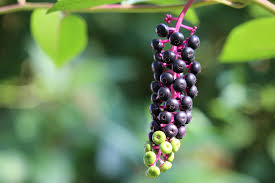 Attēlu rezultāti vaicājumam “Phytolacca acinosa fruit”