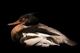 Attēlu rezultāti vaicājumam “Mergus serrator”