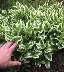 Attēlu rezultāti vaicājumam “Polygonatum odoratum bud”