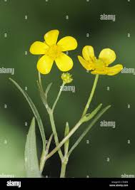 Attēlu rezultāti vaicājumam “Ranunculus flammula”