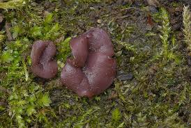 Attēlu rezultāti vaicājumam “Ascocoryne cylichnium”