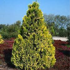 Attēlu rezultāti vaicājumam “Chamaecyparis lawsoniana”