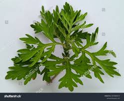 Image result for Artemisia vulgaris