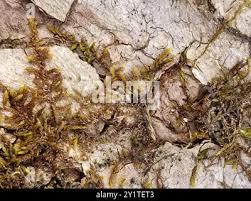 Attēlu rezultāti vaicājumam “Pylaisia polyantha”