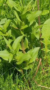 Attēlu rezultāti vaicājumam “Epipactis helleborine leaf”