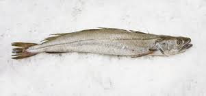 Image result for Merluccius merluccius