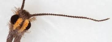 Attēlu rezultāti vaicājumam “Notocelia cynosbatella”