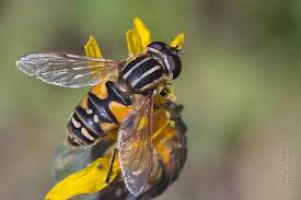 Attēlu rezultāti vaicājumam “Helophilus pendulus”