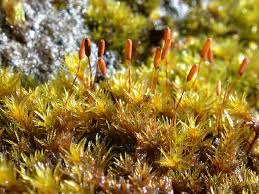 Attēlu rezultāti vaicājumam “Racomitrium heterostichum”