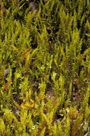 Attēlu rezultāti vaicājumam “Palustriella falcata”