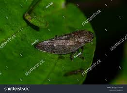 Attēlu rezultāti vaicājumam “Aphrophora nymph”