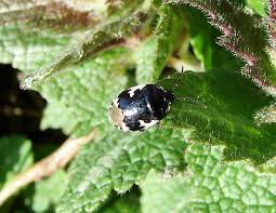 Attēlu rezultāti vaicājumam “Tritomegas bicolor imago”