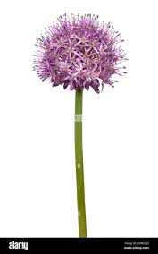 Attēlu rezultāti vaicājumam “Allium sativum”