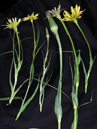 Attēlu rezultāti vaicājumam “Tragopogon heterospermus”