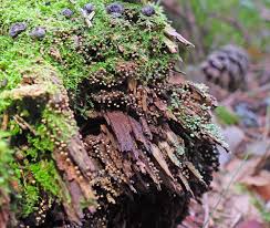 Attēlu rezultāti vaicājumam “Cribraria cancellata var. fusca spores”