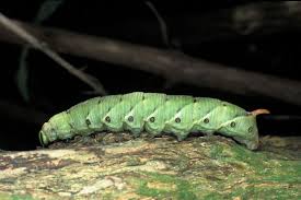 Attēlu rezultāti vaicājumam “Agrius convolvuli”