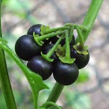 Attēlu rezultāti vaicājumam “Solanum nigrum”