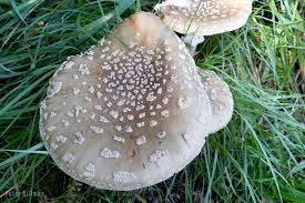 Attēlu rezultāti vaicājumam “Amanita excelsa”
