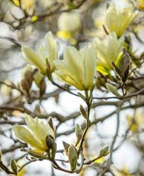 Attēlu rezultāti vaicājumam “Magnolia acuminata flower”