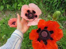 Image result for Papaver orientale