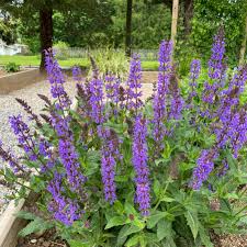 Attēlu rezultāti vaicājumam “Salvia nemorosa flower”