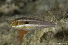 Image result for Sparisoma aurofrenatum