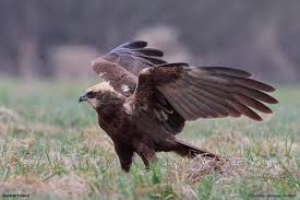 Attēlu rezultāti vaicājumam “Circus aeruginosus”